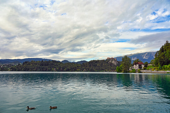 Lake Bled and Bled Castle on Cliffside with Ducks in Slovenia