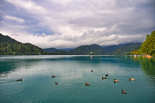 Lake Bled and Bled Island with Ducks in Slovenia