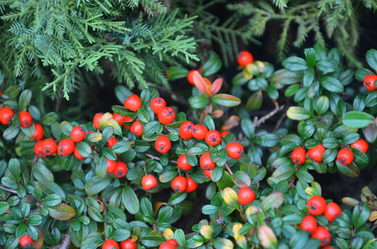 Cotoneaster horizontalis evergreen groundcover plant with bright red berries and green leaves growing in the garden. Nature, landscaping, growing cotoneaster   concept.