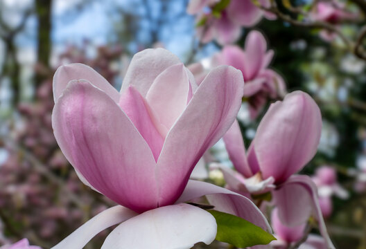 Wundersch&ouml;ne rosa violette Magnolien Bl&uuml;te im Garten, im Fr&uuml;hjahr, Symbol f&uuml;r Anmut, Sch&ouml;nheit, Reinheit, Weiblichkeit