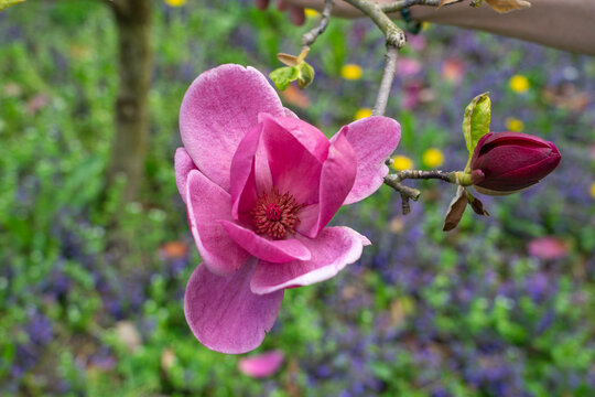 Wundersch&ouml;ne rosa violette Magnolien Bl&uuml;te im Garten, im Fr&uuml;hjahr, Symbol f&uuml;r Anmut, Sch&ouml;nheit, Reinheit, Weiblichkeit