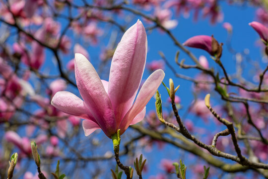 Wundersch&ouml;ne rosa violette Magnolien Bl&uuml;te im Garten, im Fr&uuml;hjahr, Symbol f&uuml;r Anmut, Sch&ouml;nheit, Reinheit, Weiblichkeit