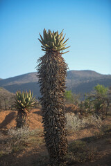A tall bitter aloe plant with a thick trunk covered in dried leaves stands vertically in a semi arid landscape with another smaller aloe and rugged hills under a clear blue sky. © Gregory