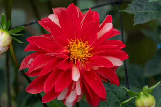 Vibrant Red and White Dahlia Flower Blooming Beautifully in Autumn Garden Nature