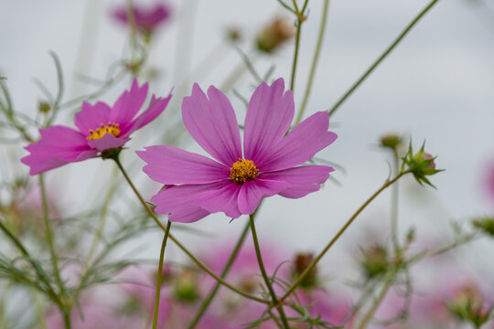 Pretty Pink Cosmos Flowers Blooming Elegantly under Soft Autumn Sky in Nature