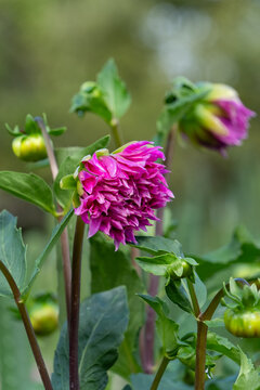Purple Dahlia Flower Buds Blooming Elegantly in Autumn Garden Nature