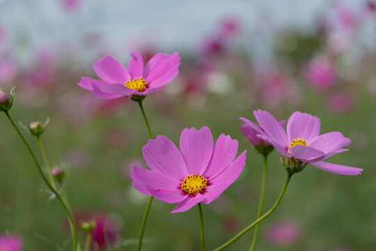 Pretty Pink Cosmos Flowers Blooming Elegantly in Autumn Field under Soft Sunlight