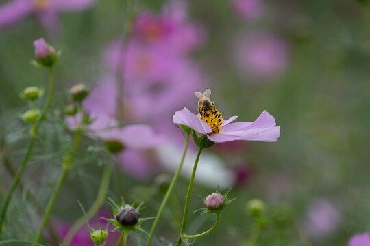 Pink Cosmos Flower with Honeybee Collecting Nectar in Autumn Nature Background