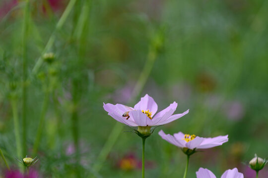 Pretty Pink Cosmos Flower with Honeybee Collecting Nectar under Soft Autumn Sunlight