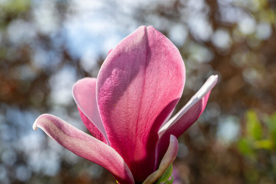 Wundersch&ouml;ne rosa violette Magnolien Bl&uuml;te im Garten, im Fr&uuml;hjahr, Symbol f&uuml;r Anmut, Sch&ouml;nheit, Reinheit, Weiblichkeit