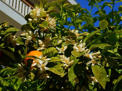 Bitter orange, or Citrus aurantium tree, leaves, fruit, flowers and buds, in Glyfada, Greece