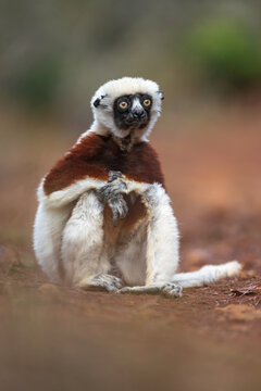 Low angle portrait of a coquerel's sifaka sitting on the ground with hands folded looking vacantly away from the camera at Nosy Soa, Madagascar