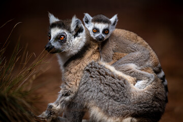 Obraz premium Low angle close-up portrait of a ring-tailed lemur mother and baby sitting on a path with the baby on the back of the mother looking straight ahead against dark moody background at Madagascar