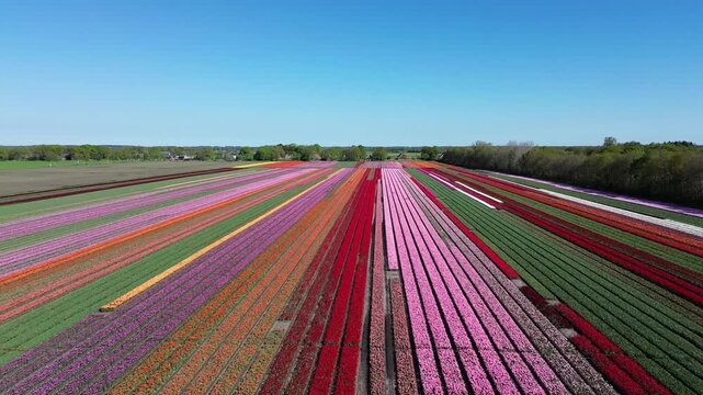 Drone flying diagonally over vibrant rows of blooming colorful tulips next to green, unbloomed field sections in the countryside
