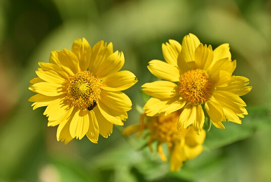 Golden crownbeard (Verbesina encelioides) flower
