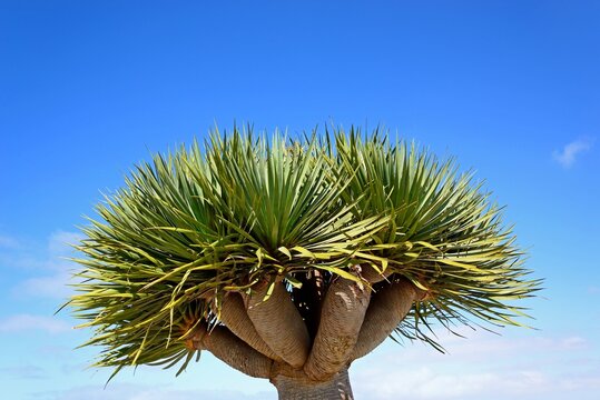Dragon tree (Dracaena Draco) against a blue sky, Fuerteventura, Canary Islands, Spain, Europe.