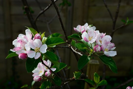 Apple blossom in full bloom during the Springtime, Somerset, UK.