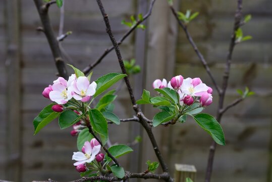 Apple blossom in full bloom during the Springtime, Somerset, UK.