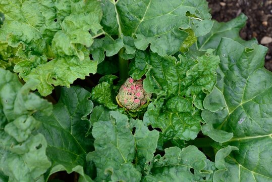Rhubarb leaves and flower bud, Somerset, UK.