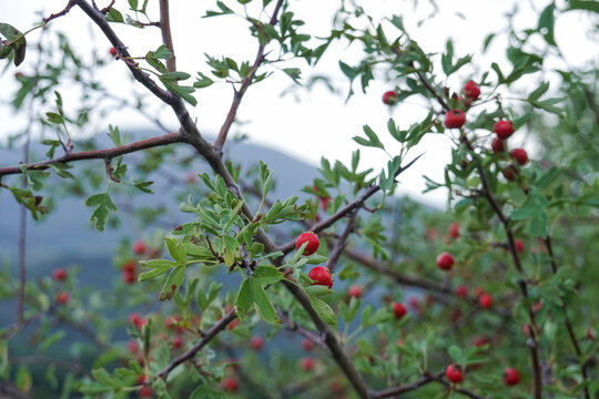 Arbuste aub&eacute;pine monogyne avec petits fruits rouges
