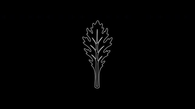 White line drawing animation of chrysanthemum leaf
