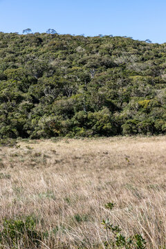 Highland Grassland and Native Forest at Fortaleza Canyon in Cambara do Sul, Brazil
