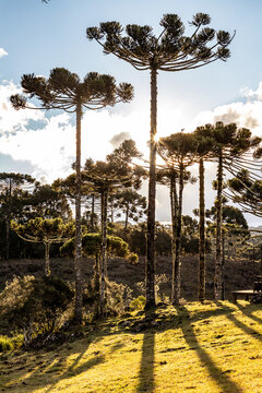 Araucaria Trees in farm field in Cambara do Sul, Brazil