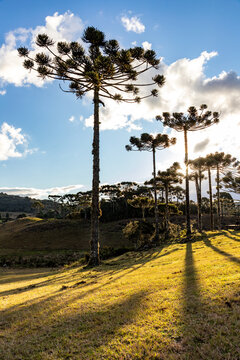 Araucaria Trees in farm field in Cambara do Sul, Brazil