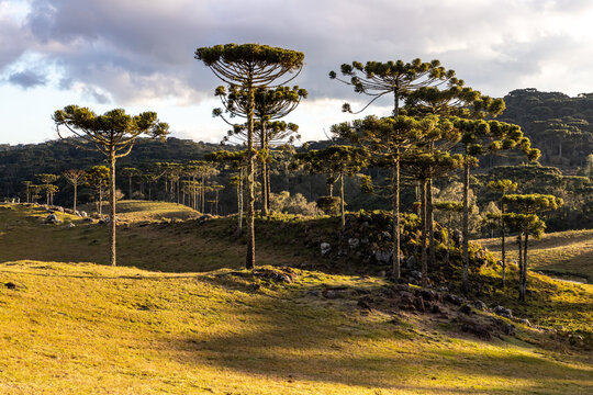Araucaria Trees in farm field in Cambara do Sul, Brazil