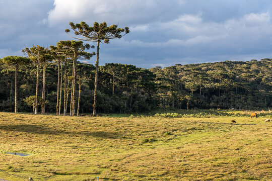 Araucaria Trees in farm field in Cambara do Sul, Brazil