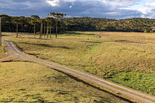 Cattle Grazing Along a Rural Road with Araucaria Trees in Cambara do Sul, Brazil