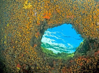 an underwater view through a natural rock opening or cave window covered in vibrant orange encrusting anemones (Astroides calycularis) toward the sunlit sea surface. Sardinia, italy © antasfoto