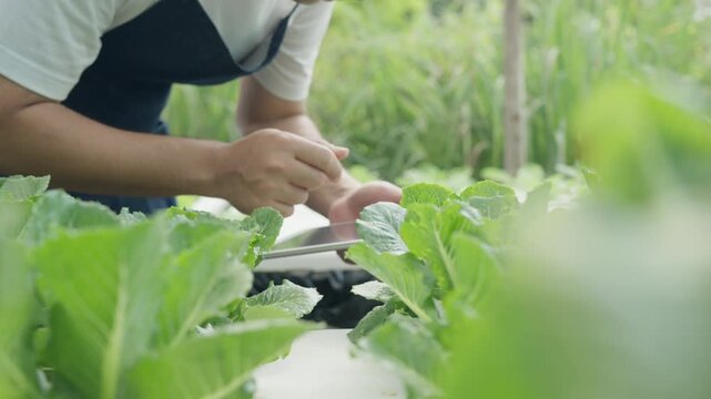 Organic farming, salad farm. Farmers recheck quality record on application on tablet. Hydroponics vegetable grow naturally. greenhouse garden, Ecological Biological, Healthy, Vegetarian, ecology