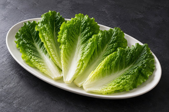 Fresh Romaine Lettuce Leaves on an Oval White Plate