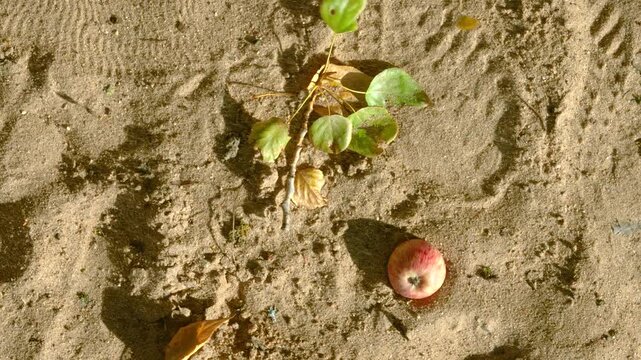 Top-down scene of sandy ground with small detached branch bearing green and yellowing round leaves and nearby red apple showing light blemish and occasional broken