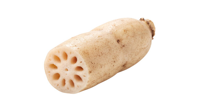 Fresh lotus root isolated on white background. Raw edible aquatic tuber for Asian cuisine. Organic lotus rhizome with cross section.