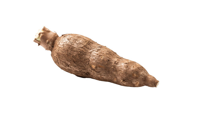 Fresh cassava root on white background, raw yuca tuber with brown skin, organic manioc vegetable for cooking and food design