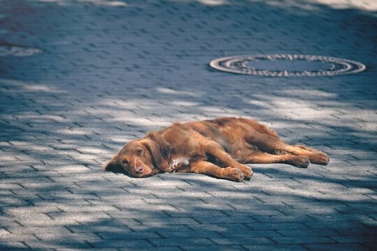 Nova Scotian Duck Tolling Retriever is lying on the leash and waiting. 	
