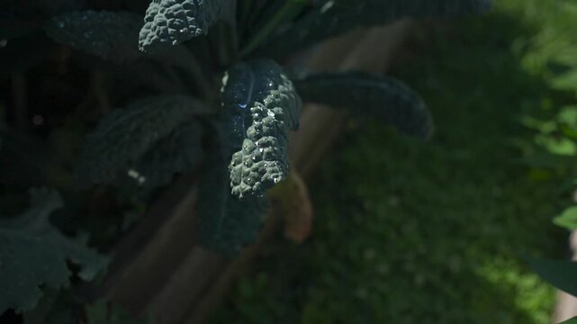 greens in the garden