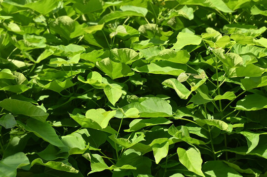 Foliage of catalpa tree