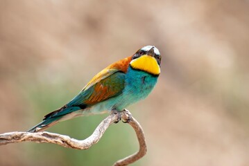 Obraz premium European Bee Eater