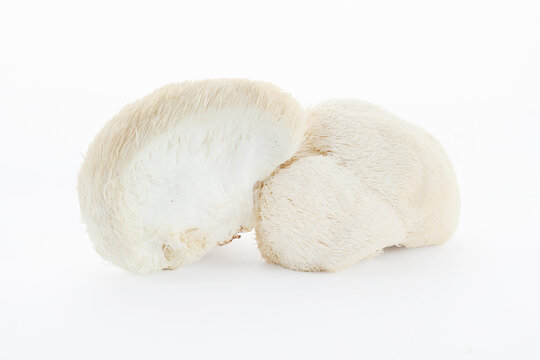 Lion's mane mushroom hericium erinaceus on white background
