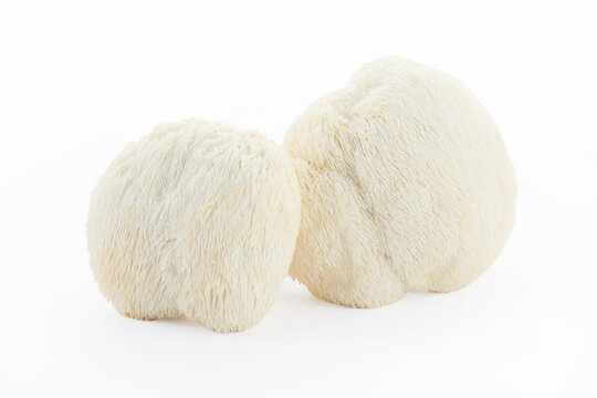 Lion's mane mushrooms hericium erinaceus on white background