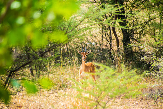 Indian Gazelle in the middle of forest looking to camera where foreground and background blur.
