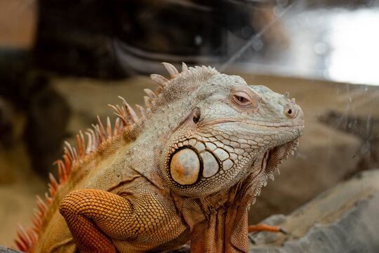 Orange green iguana head close up portrait