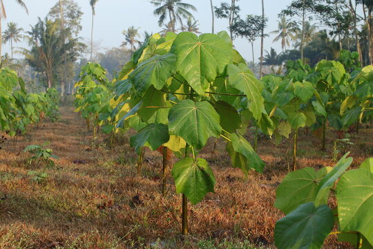 Young Ochroma Pyramidale Tree