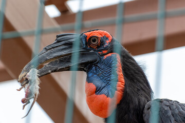 Southern ground hornbill holding mouse in beak in zoo © Dmitry