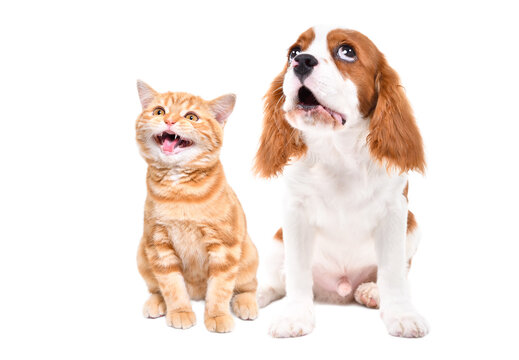 Meowing Scottish Straight kitten and barking Spaniel puppy sitting together isolated on white background