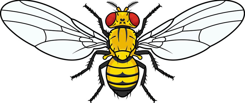Vector Illustration of a Yellow and Black Fruit Fly