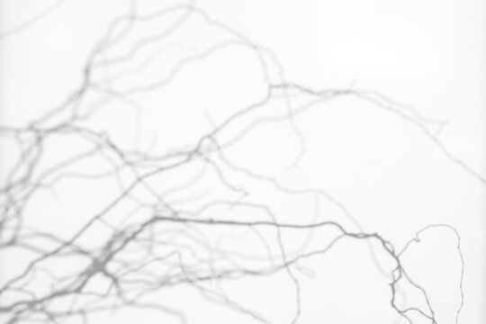 Real intricate tangled branch shadow cut out on a transparent png background with soft diffused edges. Anchors a serene lifestyle mockup overlay, abstract and design as a png overlay with room.